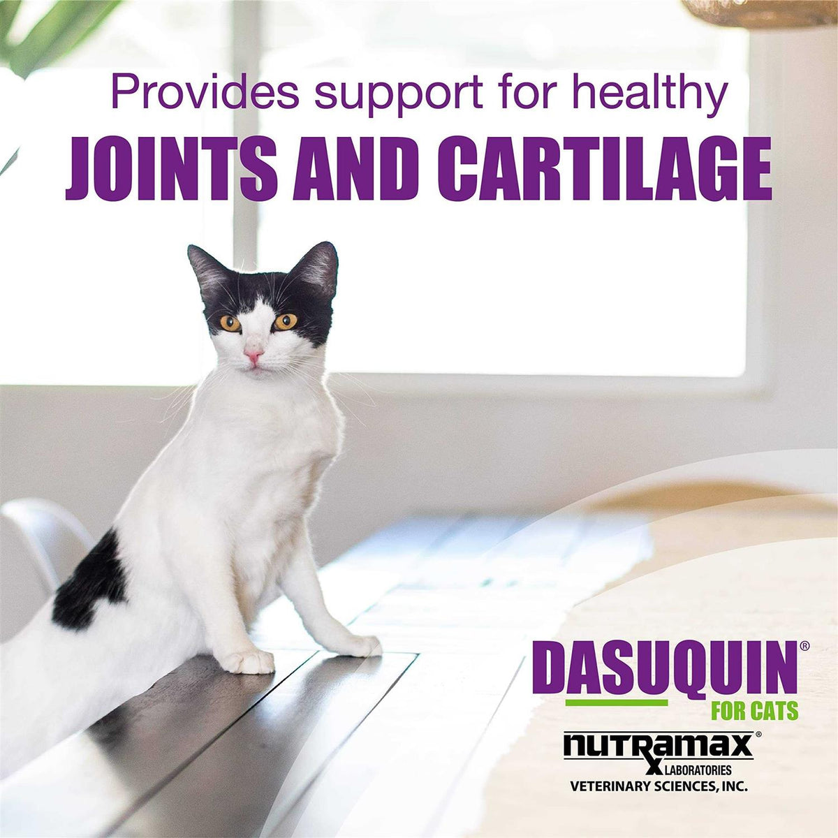 Joint Health Supplement for Cats O915295
