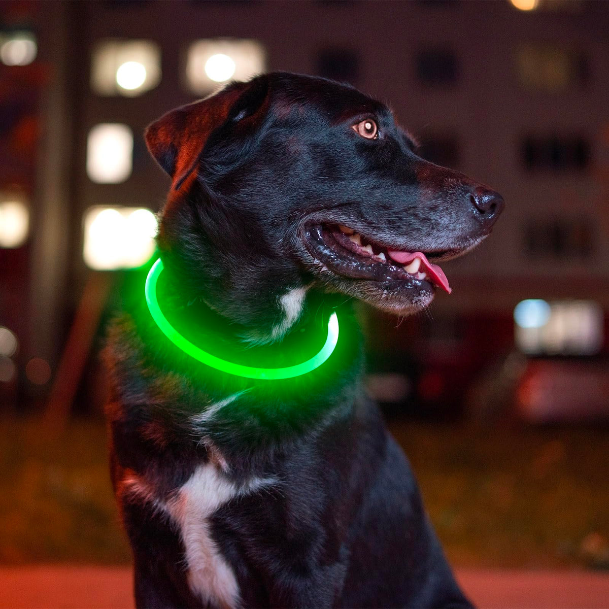 USB Rechargeable Led Dog Collar Y648