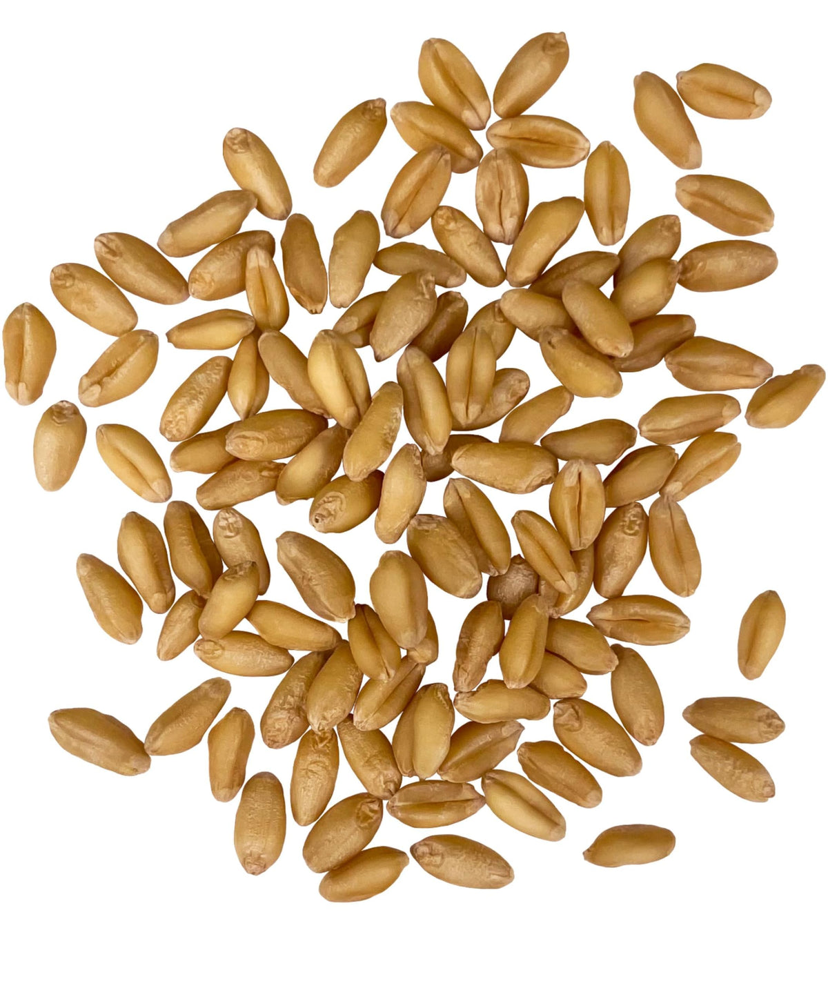 Soft White Wheat Berries 25 LBS P997960